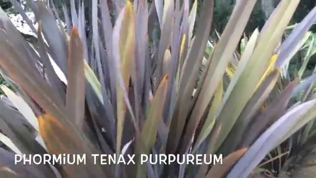 Phormium tenax purpureum. Garden Center online Costa Brava - Girona.