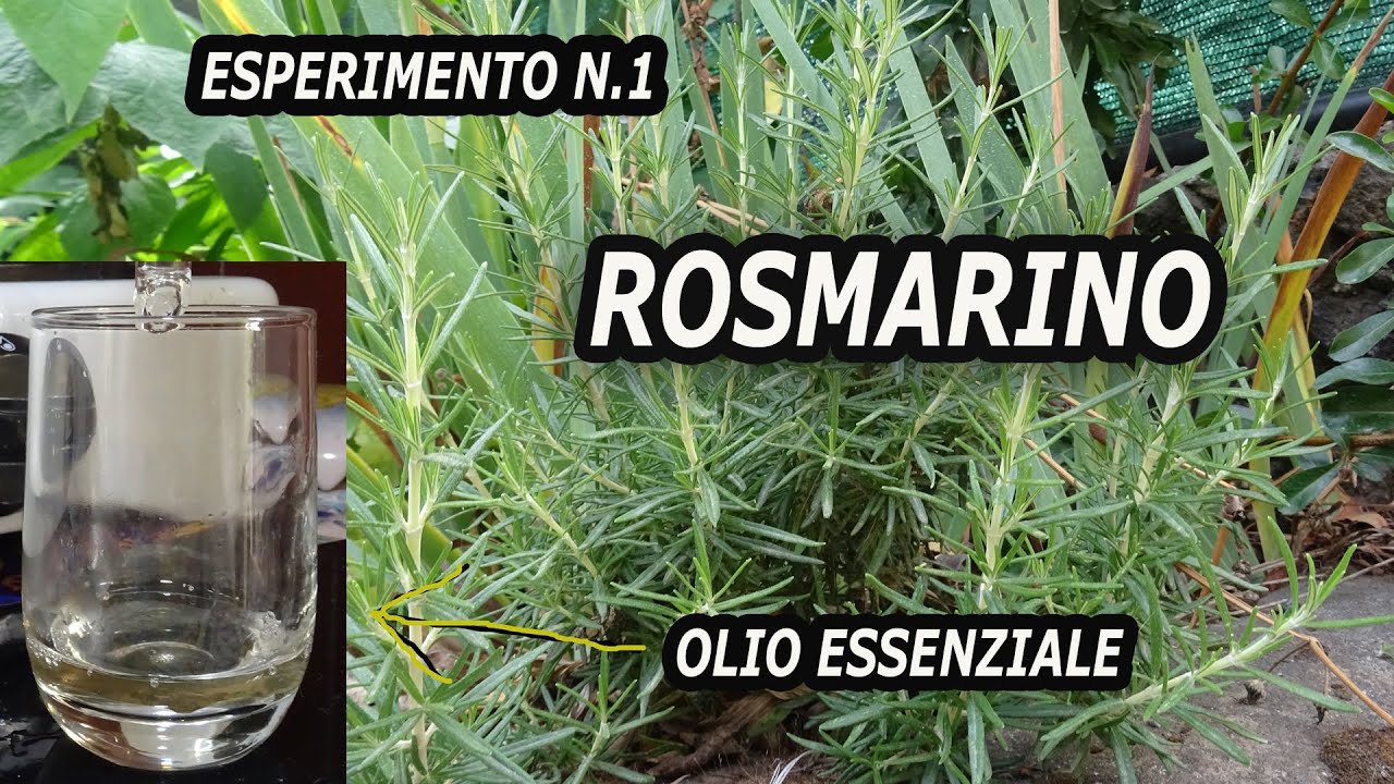 Uso dell'Alambicco: Dimostrazione Pratica con Olio Essenziale di Rosmarino