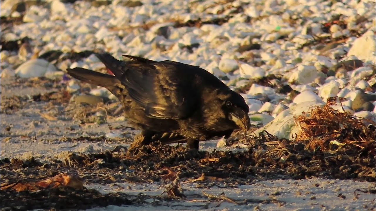 Raven with injured wing living in Church Bay, Rathlin Island