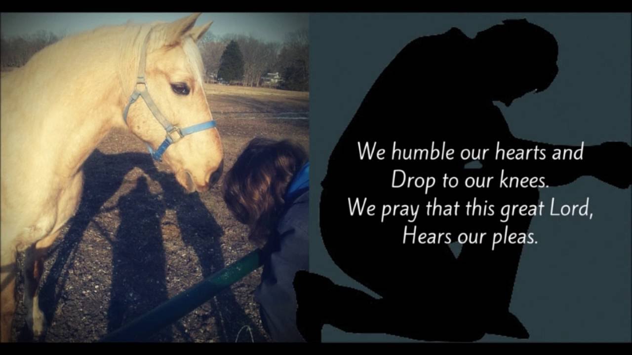 Help Find Missing Horse Cooper