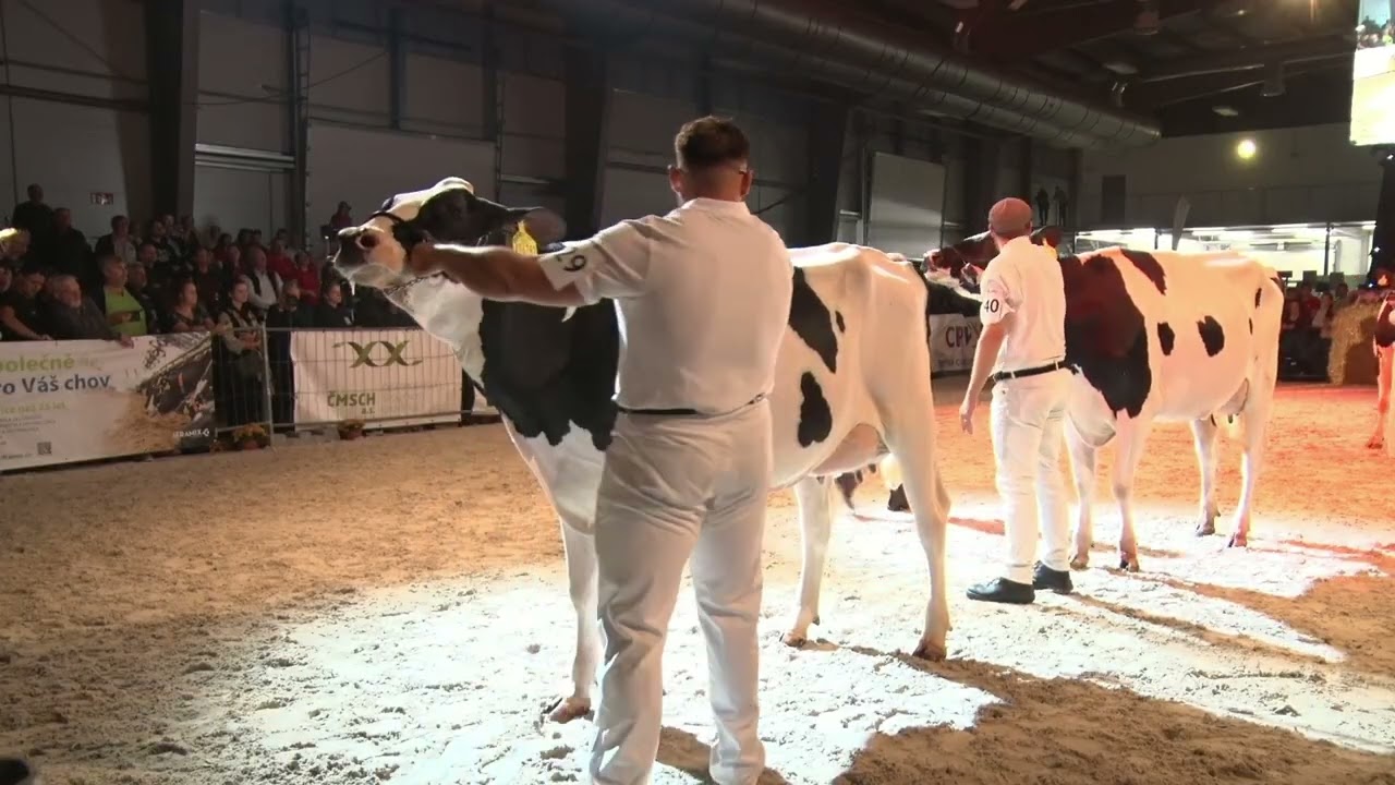 Nezapomenutelné momenty z večerního finále Národního holštýnského šampionátu 2025 v Lysé nad Labem