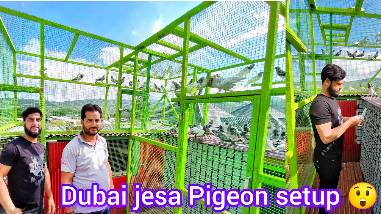 Kashmir Mein Dubai jesa Pigeon Setup 😲