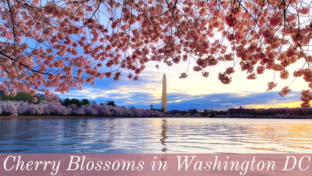 Cherry Blossoms of Washington DC - All You Need To Know About DC's Cherry Trees