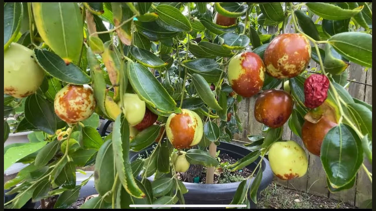 Thăm Vườn Cây Táo Tàu và Mẵng Cầu Đủ Loại Siêu Khủng: Táo Tàu Răng Ngựa, Sihong, Hồ Lô, Na Sầu Riêng