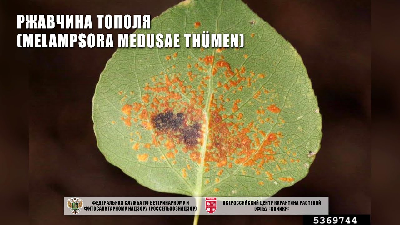 Ржавчина тополя (Melampsora medusae Thümen)