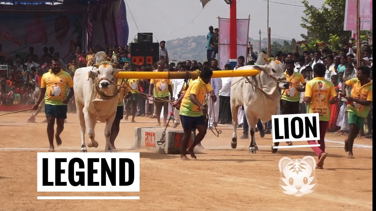 Venkatapuram category 1st place winner LION AND LEGEND distance covered(5112ft),won 50,000