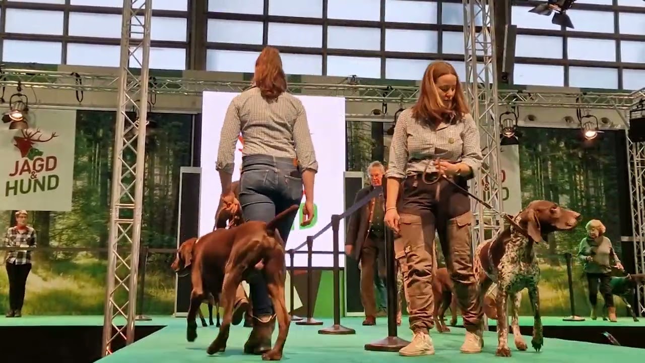 Deutsch Kurzhaar auf der Jagd und Hund 2023 in Dortmund