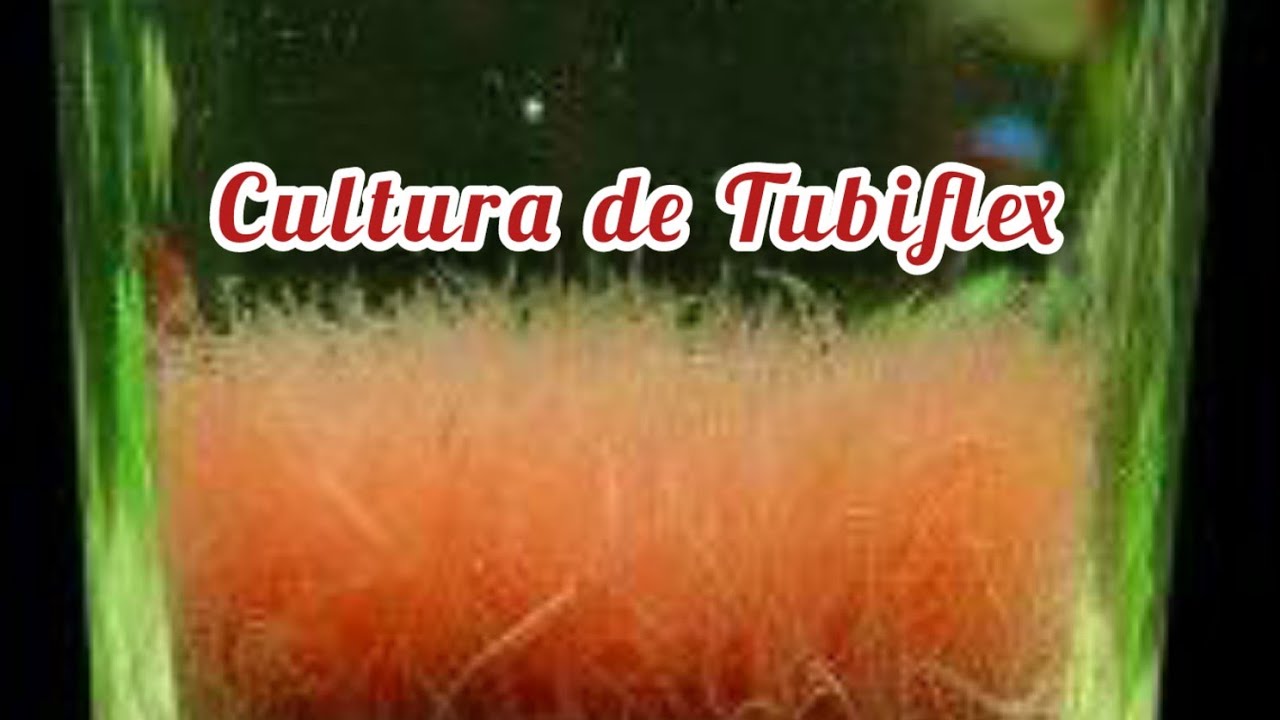 Como criar Tubiflex
