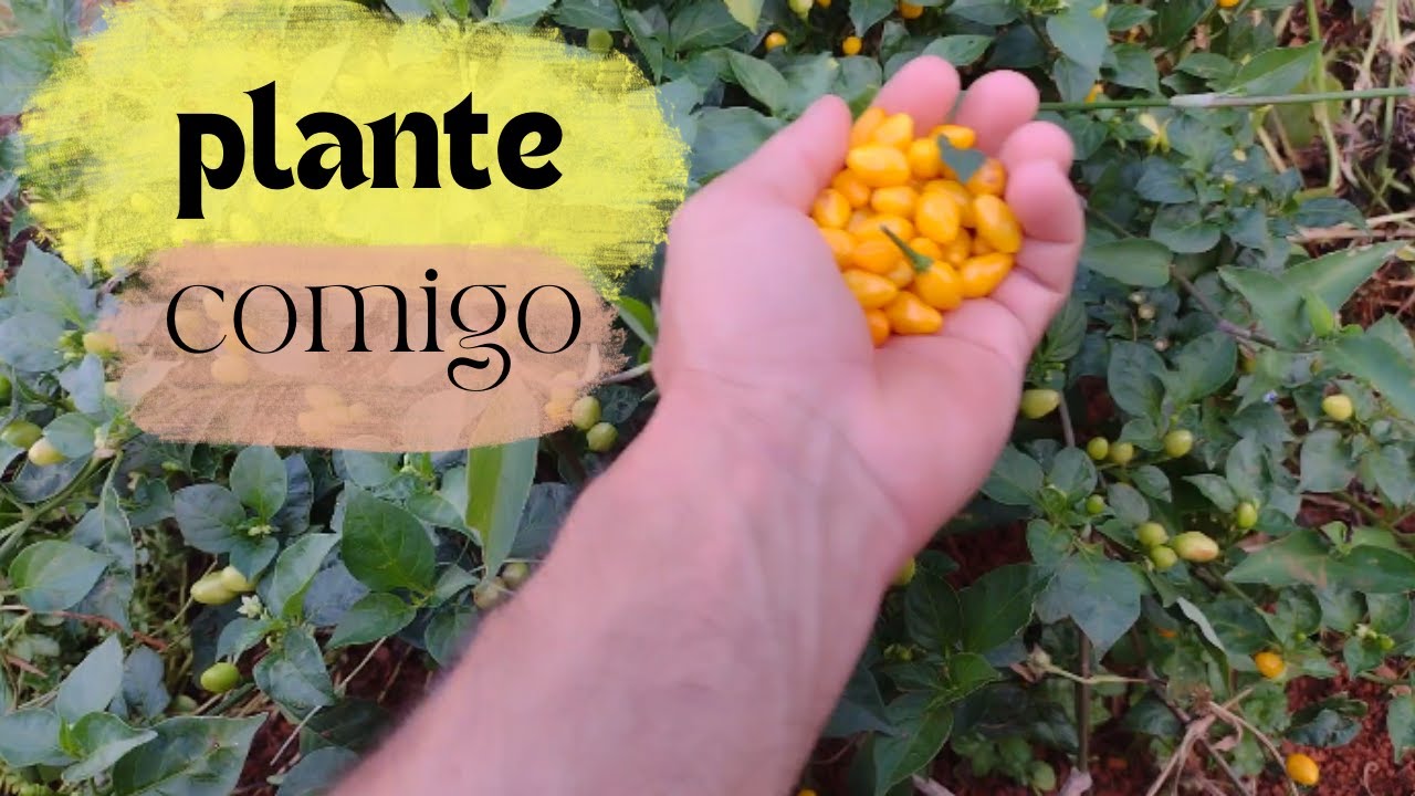 Veja como plantar [PIMENTA Cumari] amarela