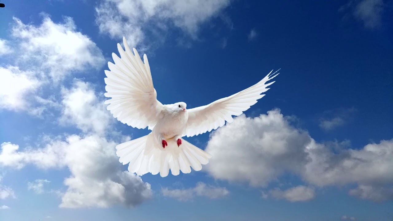 Голубь парит в небе#Relax #Screensaver#Background