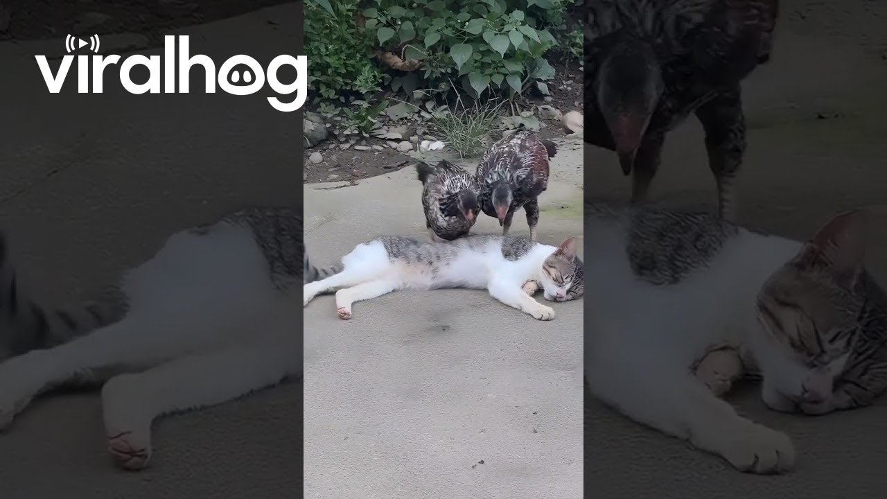 Cat Just Wants To Sleep || ViralHog