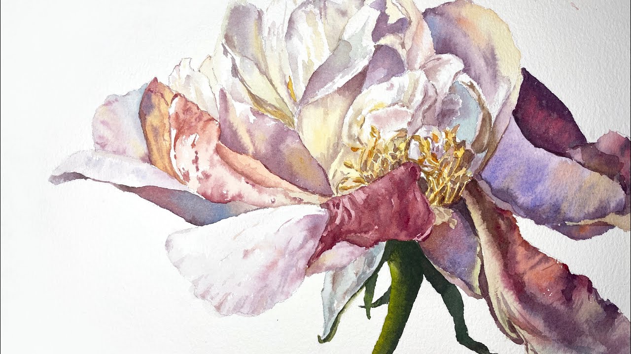 watercolor flower，rose，copy study-Rosie Sanders｜水彩花卉，临摹Rosie Sanders