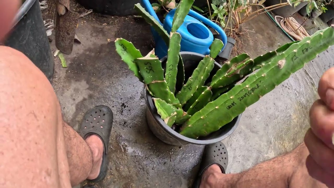 Variegated DRAGON FRUIT (Verigata Unidatus). Successful grating procedure overview.