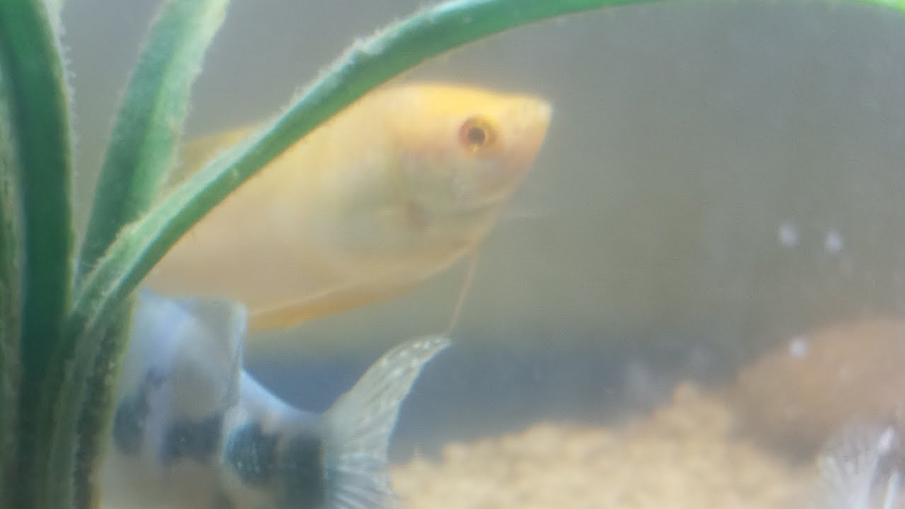 Let's watch a live video of  Beautiful gourami fish Part 17
