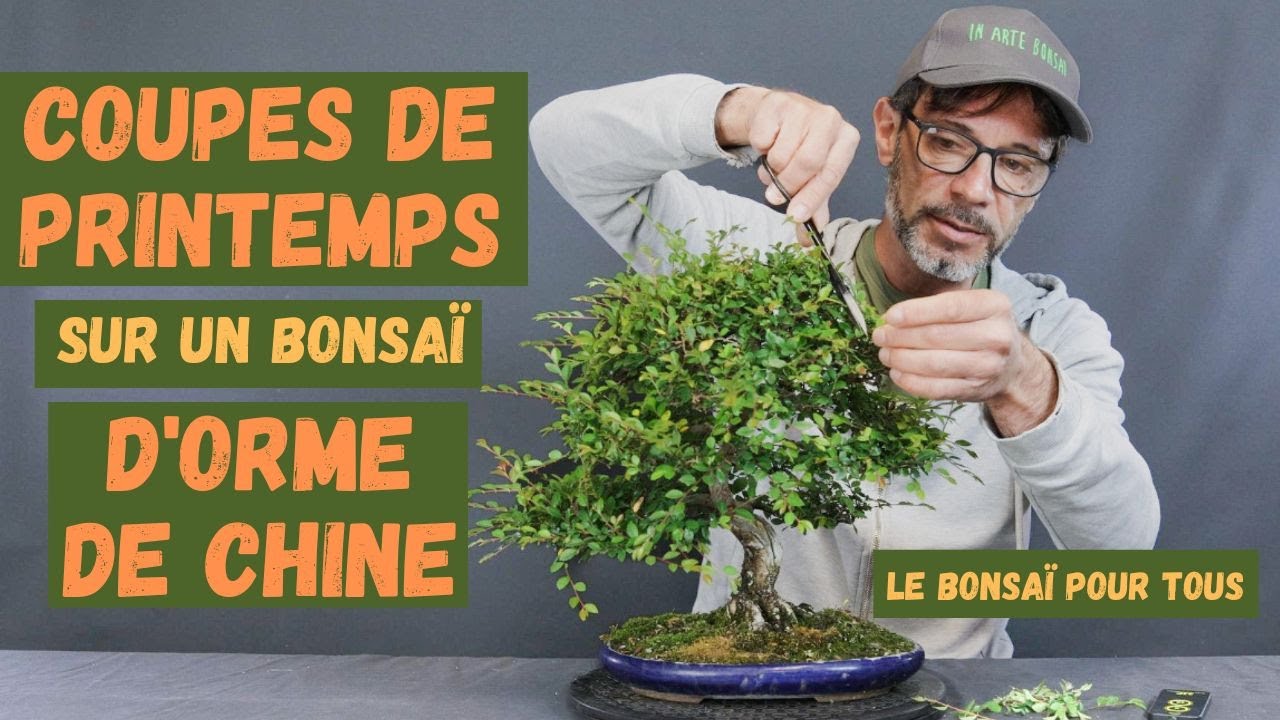 Coupes de printemps sur un orme de Chine