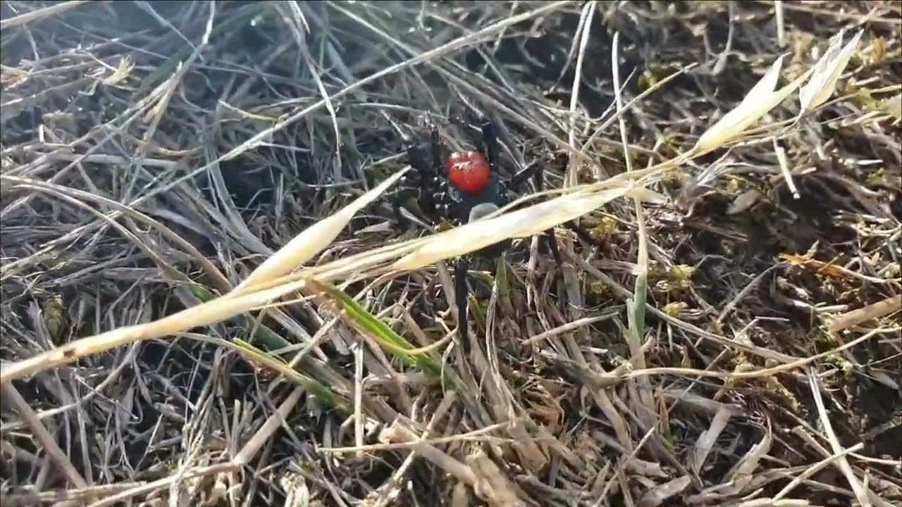 The Missulena Occitoria | Red-Headed Mouse Spider