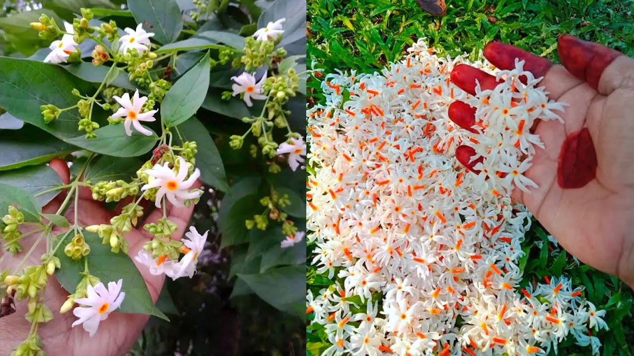 How To Grow And Care Parijat, Night-flowering jasmine Plant In Pot | पारिजात, Shiuli, শিউলি ফুল.
