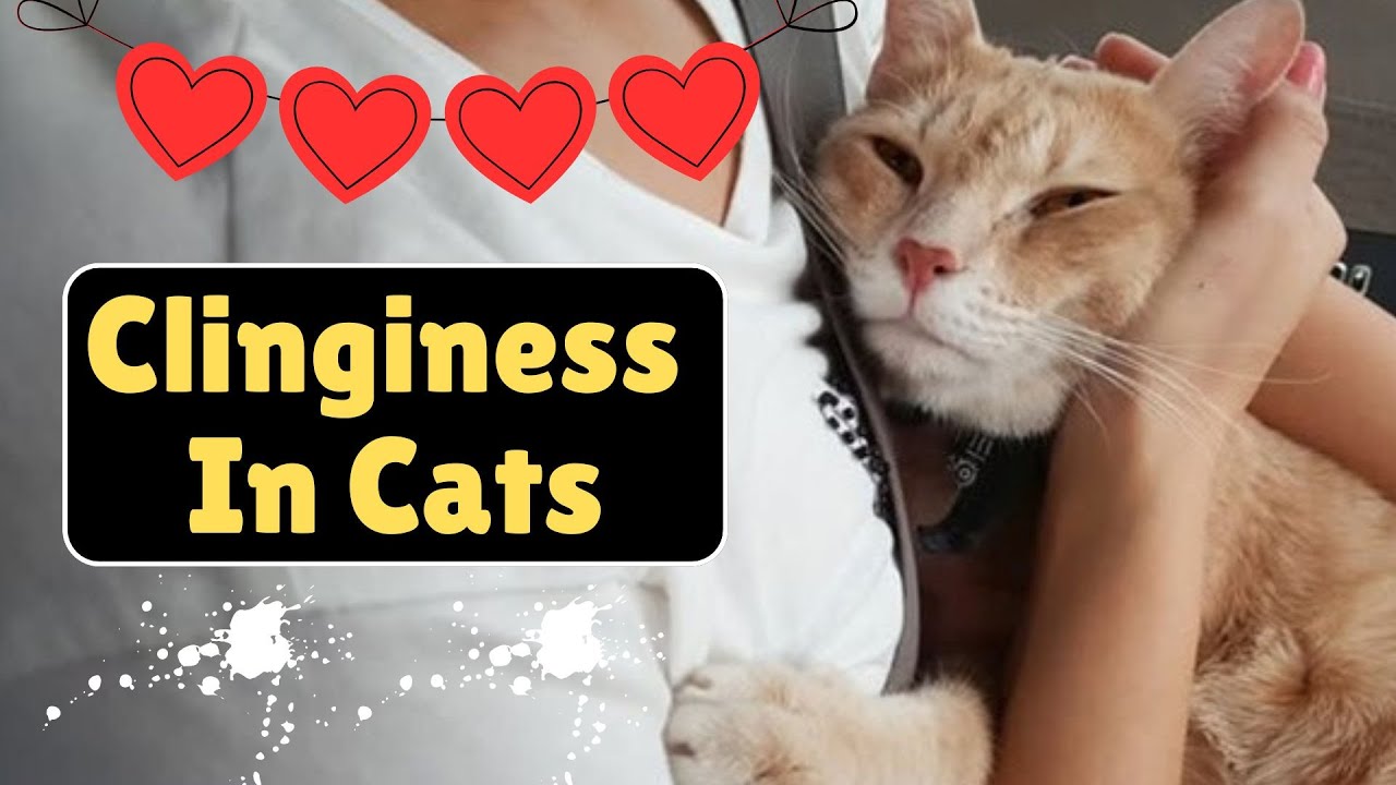 My Cat Won't Leave Me Alone (Cat Suddenly Clingy!)