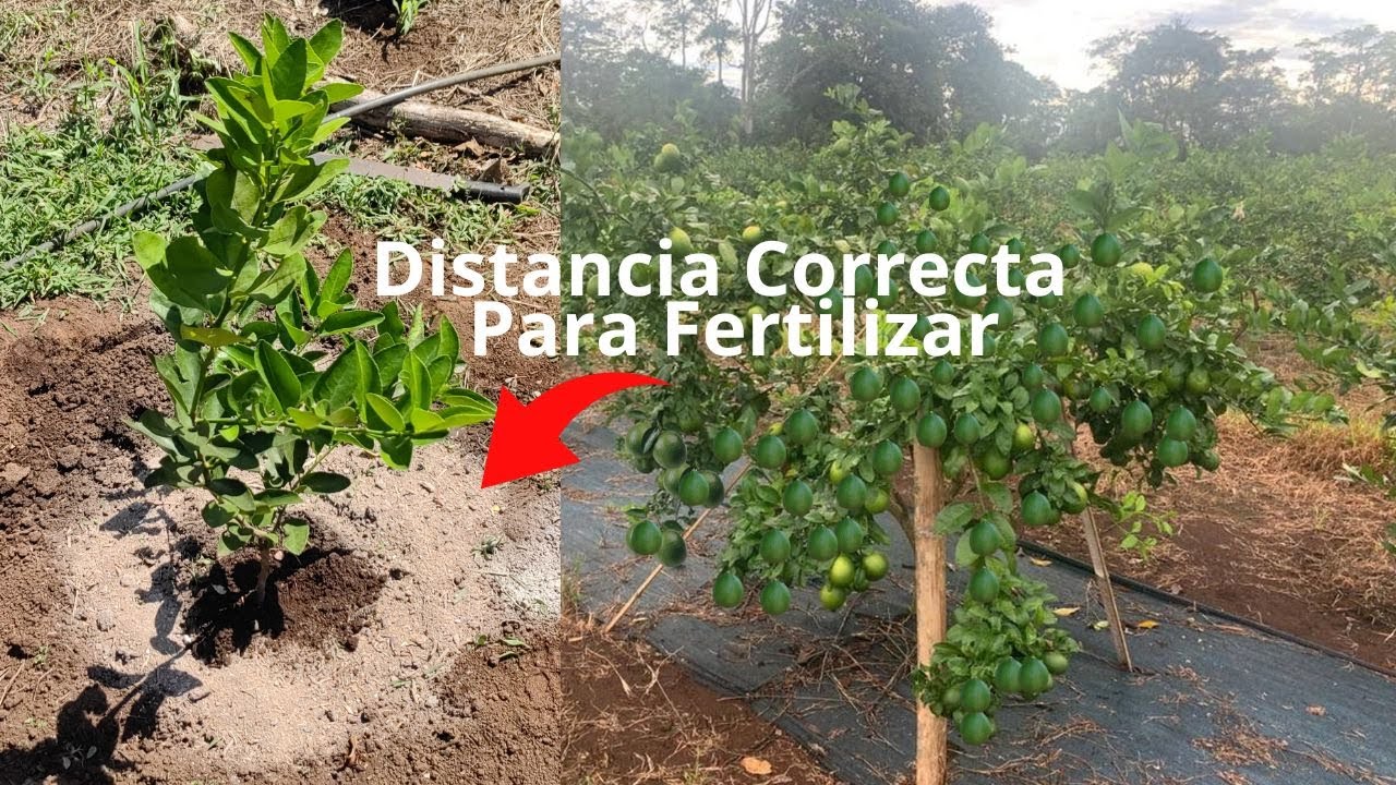 Distancia Correcta para aplicar fertilizante a una Planta de Cítrico