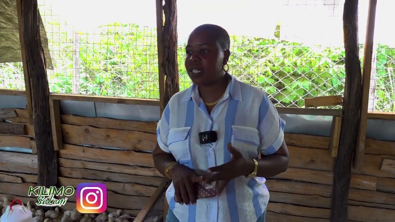 UFUGAJI KUKU WA KISASA KIBIASHARA
