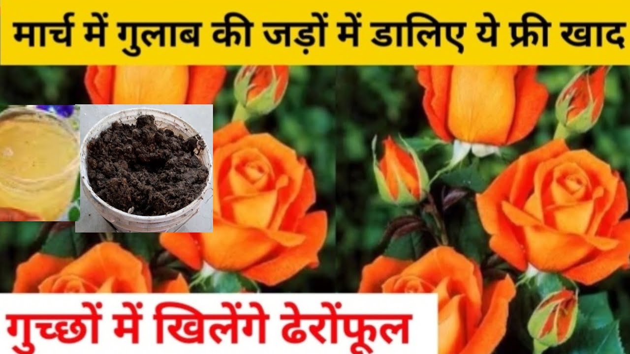 मार्च में गुलाब की जड़ में डाले ये फ्रीखाद,खिलेंगे अनगिनत फूल|Rose plant care  गुलाब #bestfertilizer