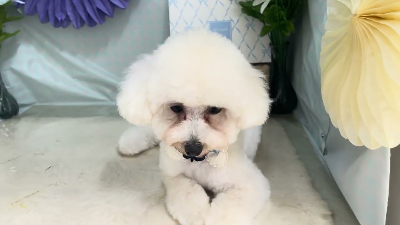 まろんちゃんと遊ぶ♪