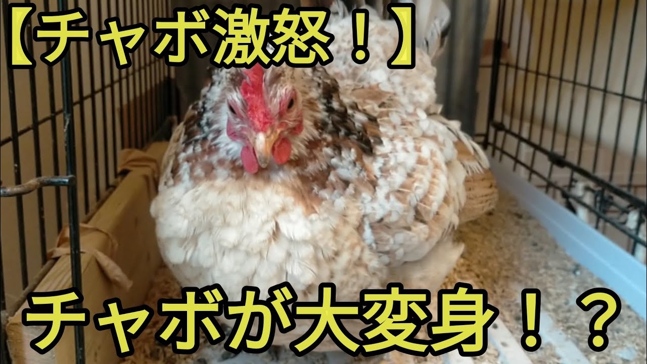 【チャボ激怒！】三色碁石チャボが大変身！？問題児チャボが大暴れ！