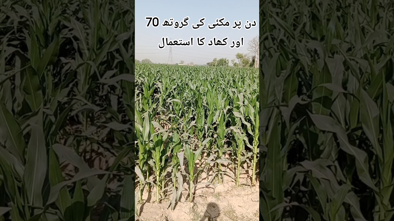 Corn crop Growth #corncrop #corncultivation