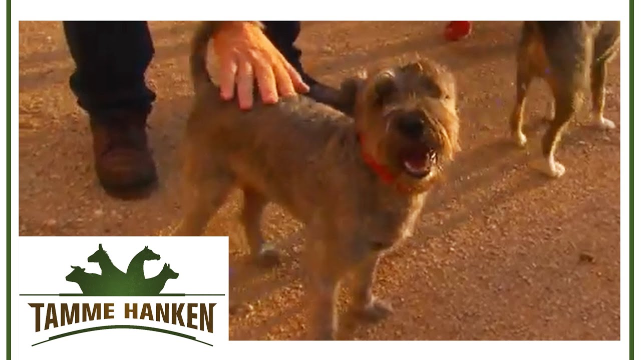 Traumatisierter Terrier nach Unfall: Kleiner Wirbelwind braucht Hilfe | Tamme Hanken | Kabel Eins