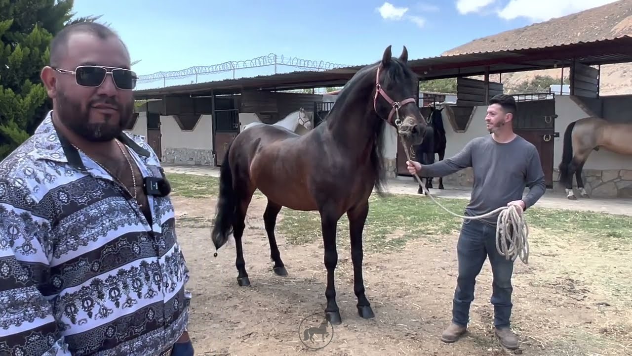 🐴 RANCHO LA CERCADA | CABALLOS ESPAÑOLES EN VENTA 💰