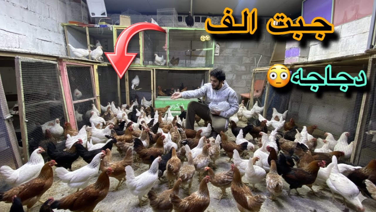 مشروع جديد😲مستحيل العدد جبت دجاج😃