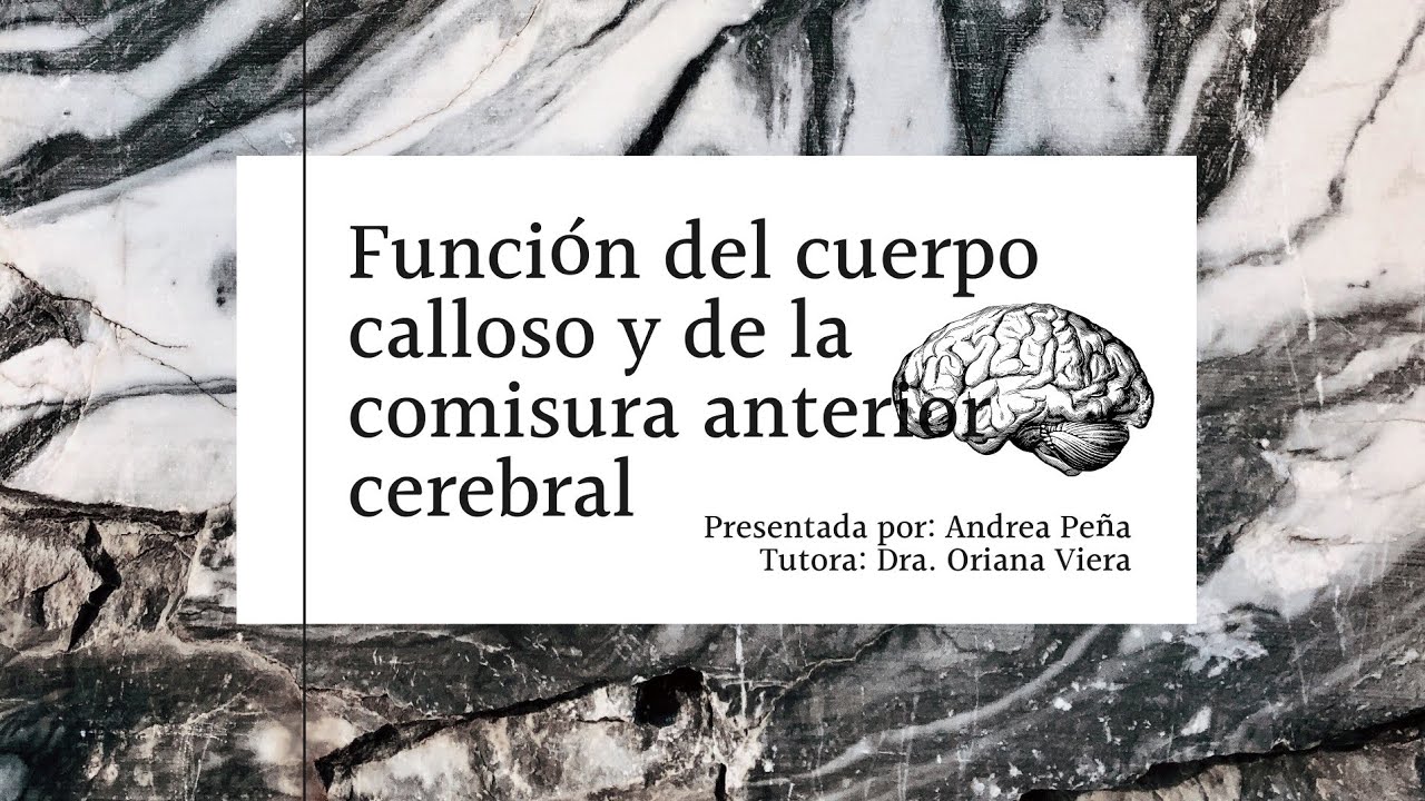 #33 | Función del cuerpo calloso y de la comisura anterior cerebral