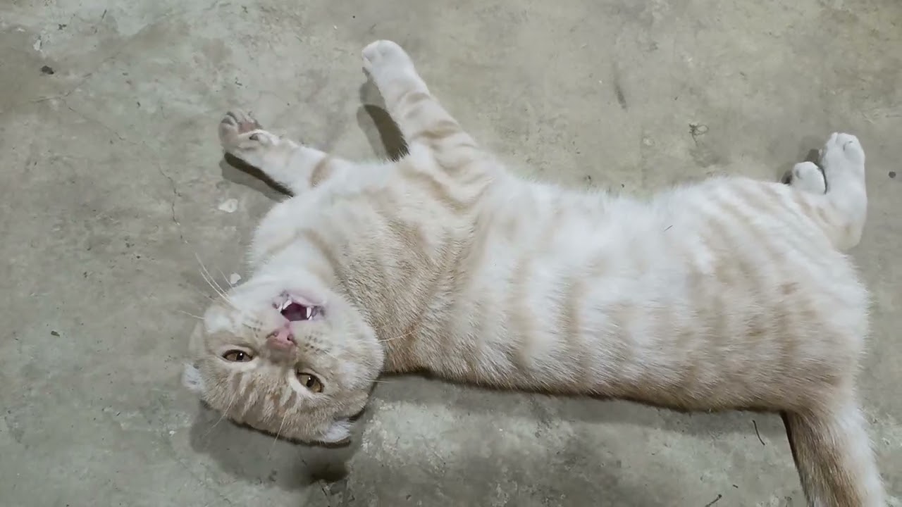 вислоухий котик 