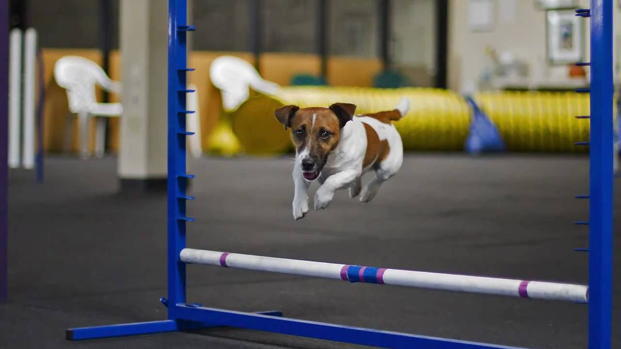 Jack Russell Agility training