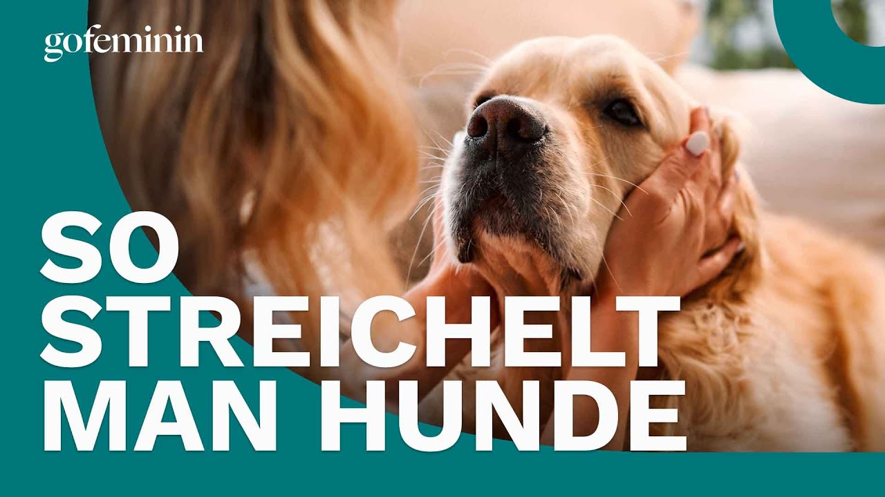Hund streicheln: 3 Fehler, die Besitzer unbewusst machen