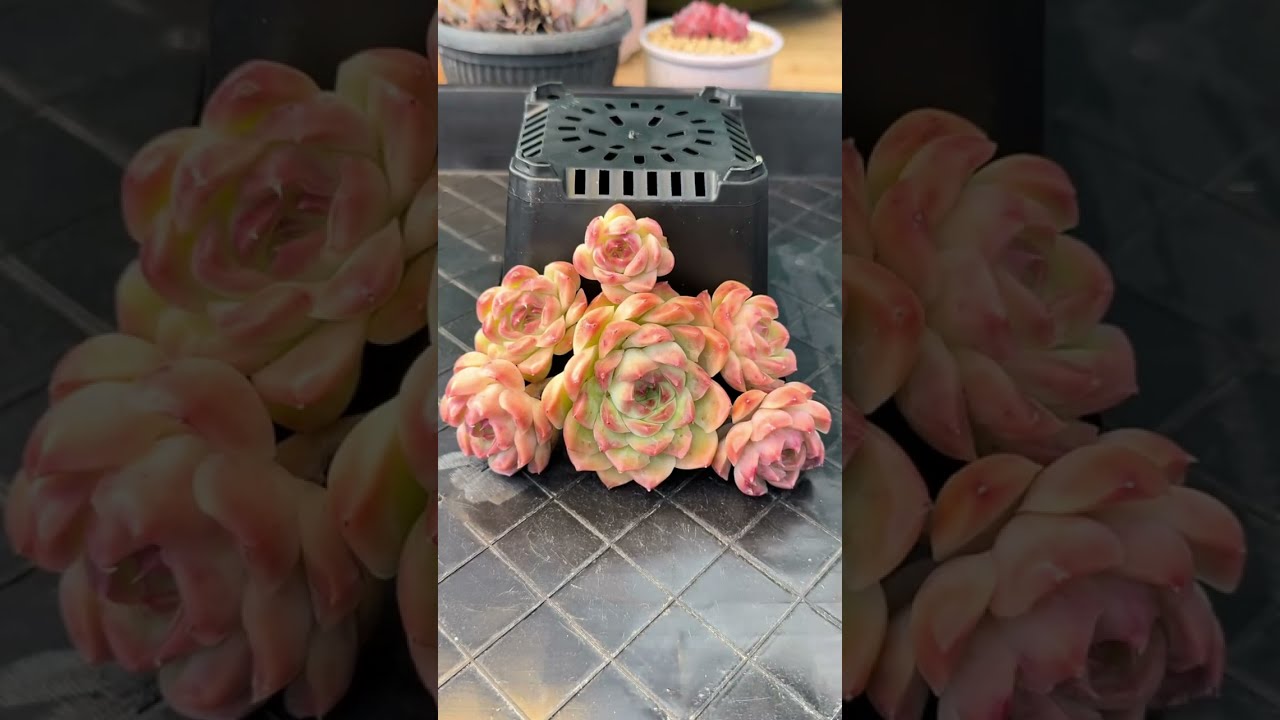 Deep Cleaning Succulents DX 🌿 Removing Dry Leaves  Relaxing