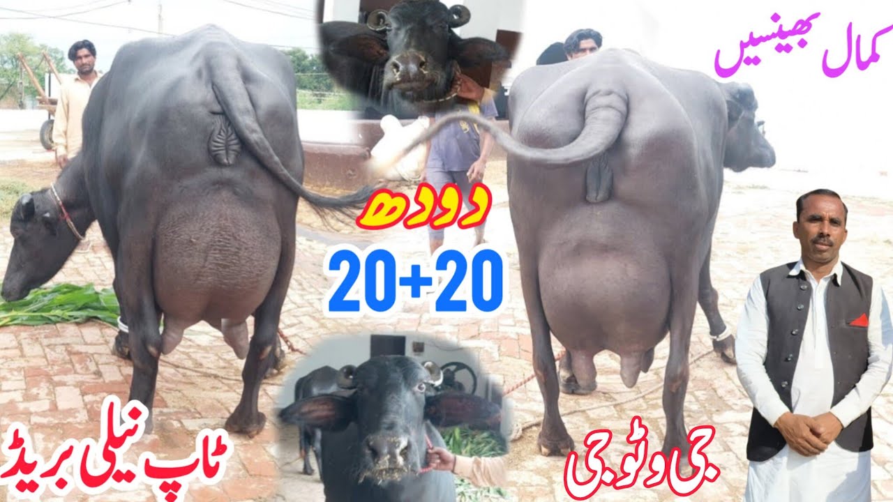 ملک محمدنوازوٹو613گ ب|06عددٹاپ کلاس پہلن دوجن بھینسیں فروخت21نومبر Neli Ravi Buffalo Sale  EitfaaqTv