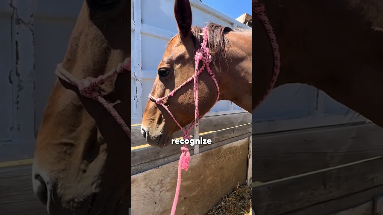 This Mother Horse Refuses Her Baby