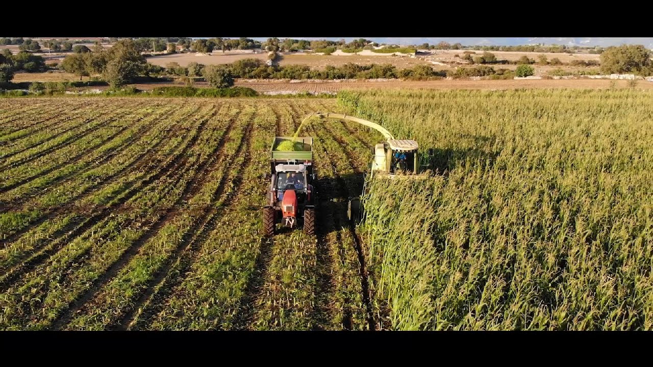 TRINCIATO MAIS 2020 KRONE BIG X500 SICILIA