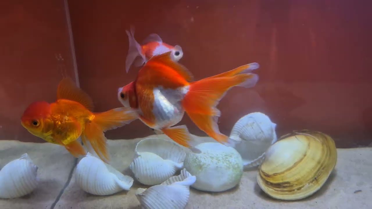 Hobihanem Yenileniyor #72 (441. Akvaryumu Kurdum)