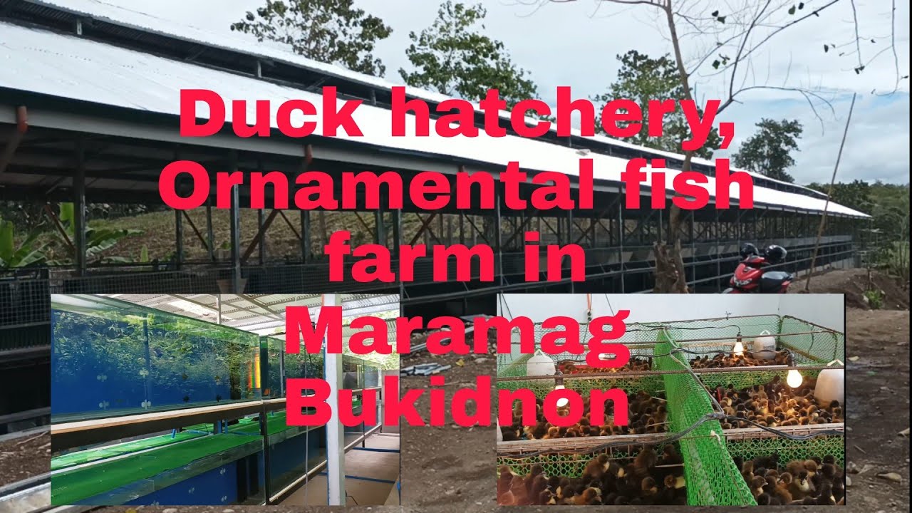 Duck hatchery and Ornamental fish farm in Maramag Bukidnon