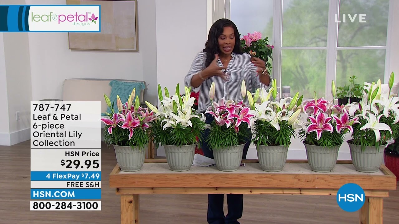 Leaf   Petal Designs 6piece Oriental Lily Collection