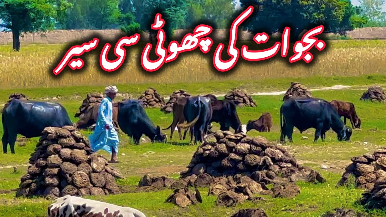 Visit To Bajwat | Bajwat Sector Sialkot | Bajwat Valley |