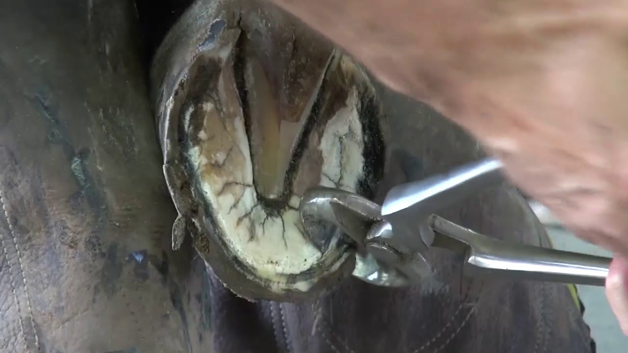 Trimming Standardbred Hind Foot