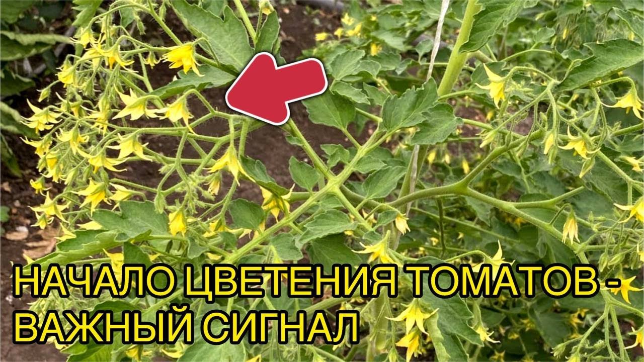 Как только томаты зацвели - начинаю подкармливать этими 2мя препаратами.