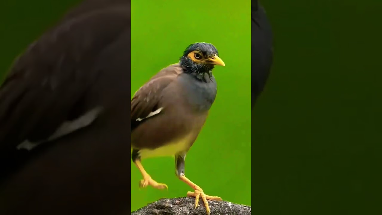 Cute Martin birds | Beautiful bird#viral#nature #bird