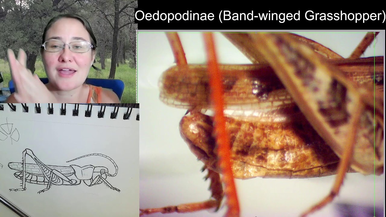 Insect Illustrations Under a Microscope: Grasshopper (Family: Acrididae)