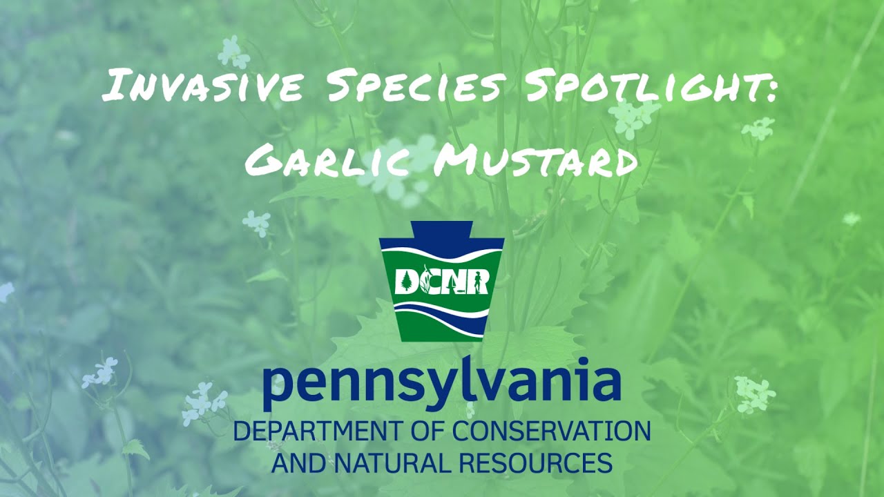 Invasive Species Spotlight: Garlic Mustard