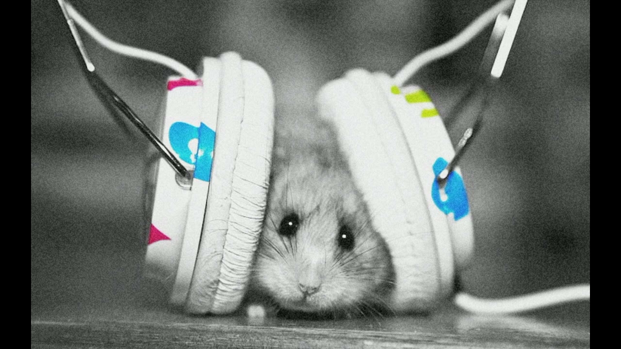 The HampsterDance Song (Slowed + Reverb)