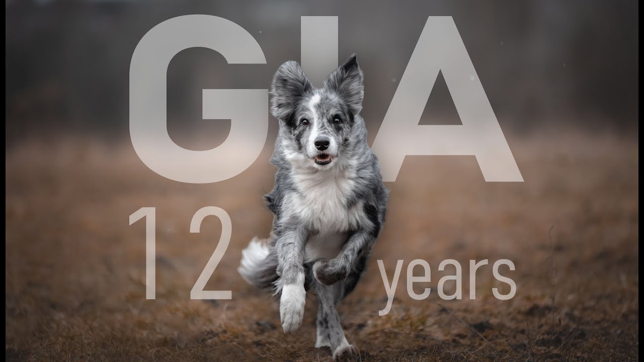 Border Collie Gia - 12 years